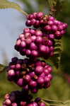 American beautyberry